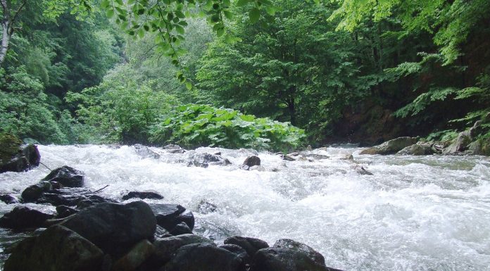 Pe Șuşiţa Verde gorjeană în lumea salamandrelor