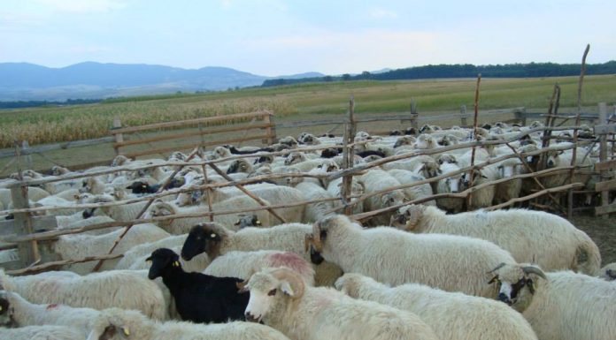 Se dublează subvenția pentru oieri