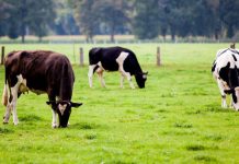 Fermierii, sprijiniţi să-şi asigure culturile şi animalele