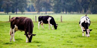 Fermierii, sprijiniţi să-şi asigure culturile şi animalele