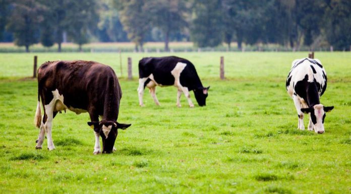 Fermierii, sprijiniţi să-şi asigure culturile şi animalele