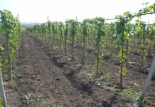 Agricultura pe înțelesul tuturor – Să înierbăm viile, pomii și arbuștii fructiferi