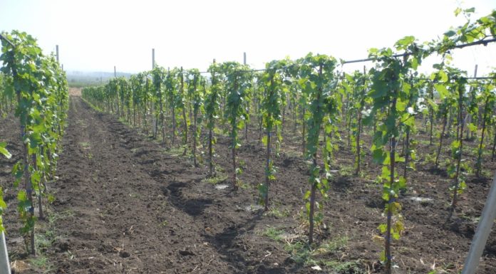 Agricultura pe înțelesul tuturor – Să înierbăm viile, pomii și arbuștii fructiferi