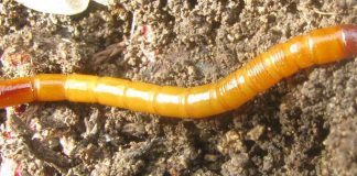 Agricultura pe înțelesul tuturor – O problemă serioasă – viermii sârmă