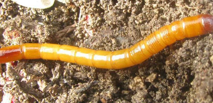 Agricultura pe înțelesul tuturor – O problemă serioasă – viermii sârmă