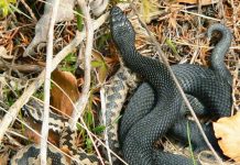 Odată cu sezonul cald este bine să ştim câte ceva – Despre vipere