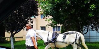Proprietarul unei cabaline și-a plimbat tacticos calul pe străzile din Târgu-Jiu până la mall!