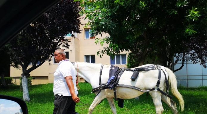 Proprietarul unei cabaline și-a plimbat tacticos calul pe străzile din Târgu-Jiu până la mall!