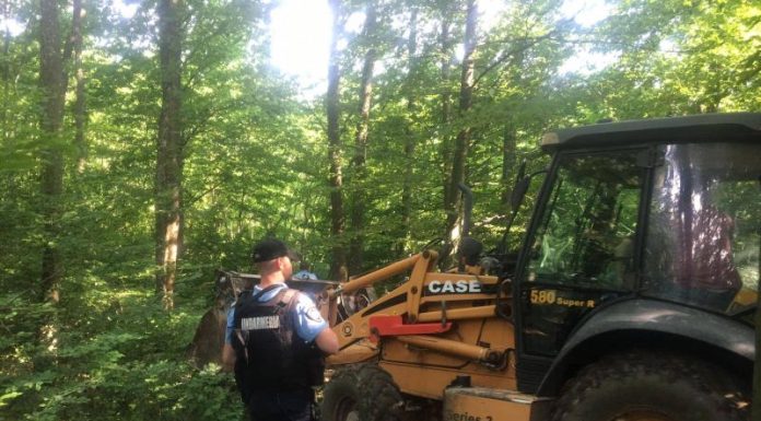 Urs găsit prins într-un laț în pădure, la Lelești