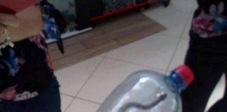 Șarpe prins în mall-ul din Târgu-Jiu