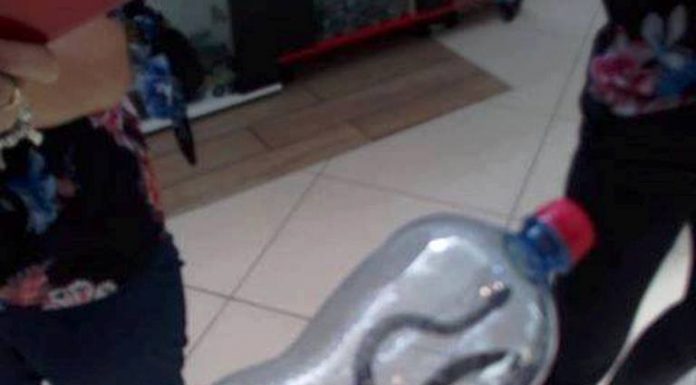 Șarpe prins în mall-ul din Târgu-Jiu