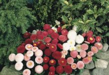 Bănuţi (Bellis perenis) – beneficii şi proprietăţi