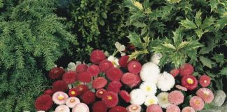 Bănuţi (Bellis perenis) – beneficii şi proprietăţi