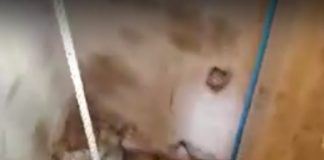 Bărbat salvat de pompieri, după ce a căzut într-o fântână din Peștișani