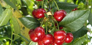Cireşul (Cerasus vulgaris) – beneficii şi proprietăţi