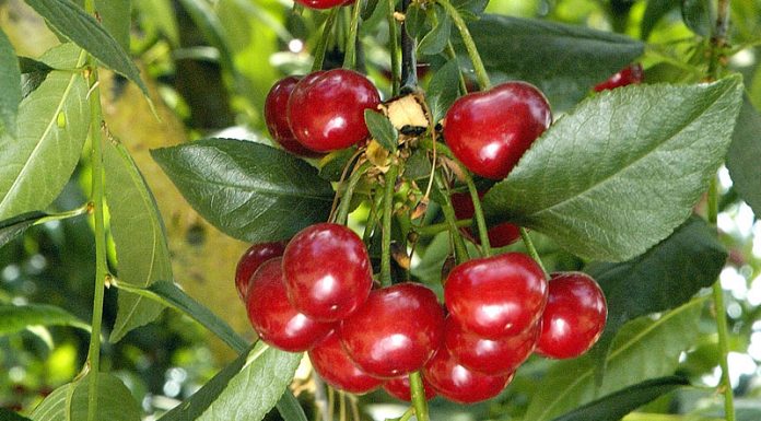 Cireşul (Cerasus vulgaris) – beneficii şi proprietăţi