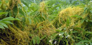 Cuscuta – o buruiană problemă de sute de ani (I)