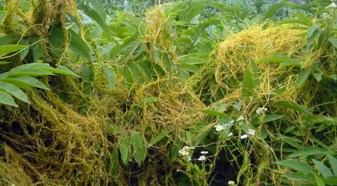 Cuscuta – o buruiană problemă de sute de ani (I)