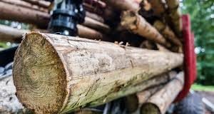 Nereguli privind comerțul cu lemn la o firmă din Bengești-Ciocadia