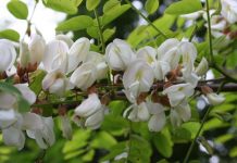 Salcâmul (Robinia pseudacacia) – beneficii şi proprietăţi