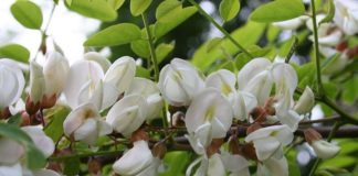 Salcâmul (Robinia pseudacacia) – beneficii şi proprietăţi