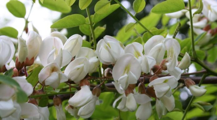 Salcâmul (Robinia pseudacacia) – beneficii şi proprietăţi
