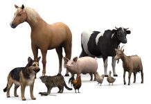 Declarația Universală a Drepturilor Animalelor