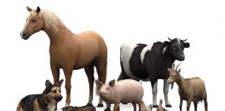 Declarația Universală a Drepturilor Animalelor