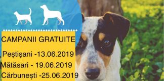 Sterilizări gratuite în mai multe localități din Gorj