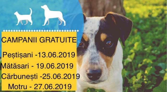 Sterilizări gratuite în mai multe localități din Gorj