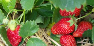 Plantația de fructe de pădure de la Țicleni se extinde!