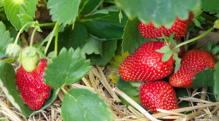 Plantația de fructe de pădure de la Țicleni se extinde!