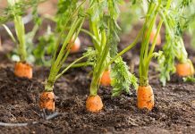 Agricultura pe înțelesul tuturor – Protecția fitosanitară a legumelor rădăcinoase