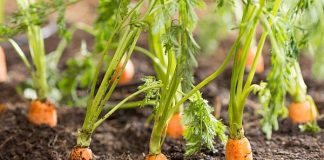 Agricultura pe înțelesul tuturor – Protecția fitosanitară a legumelor rădăcinoase