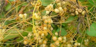 Cuscuta – o buruiană problemă de sute de ani (II)