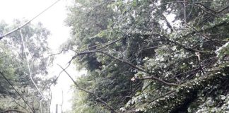 Două trenuri de călători au staționat între stații câteva ore! Circulația între Lainici și Pietrele Albe, oprită temporar după o furtună violentă