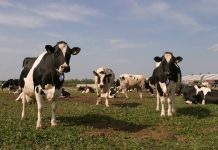 Controale în fermele din Gorj