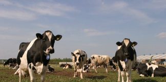 Controale în fermele din Gorj