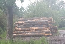 Lemne confiscate, două firme, amendate