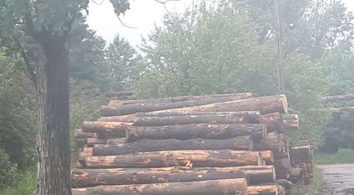 Lemne confiscate, două firme, amendate