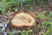 Mușetești: Firmă amendată pentru nereguli în afacerile cu lemn