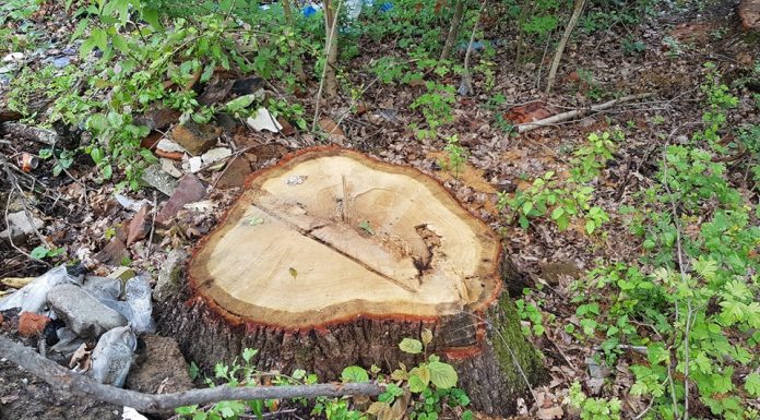 Mușetești: Firmă amendată pentru nereguli în afacerile cu lemn