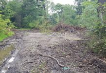 Petiție pentru salvarea pădurii Drăgoieni. „Opriți defrișările!”