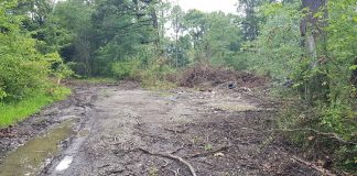 Petiție pentru salvarea pădurii Drăgoieni. „Opriți defrișările!”