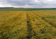 Agricultura pe înțelesul tuturor – Să ne pregătim de recoltat păioasele