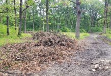 Romsilva explică tăierile de la Drăgoieni. Pădure-parc pe şase hectare