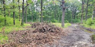 Romsilva explică tăierile de la Drăgoieni. Pădure-parc pe şase hectare