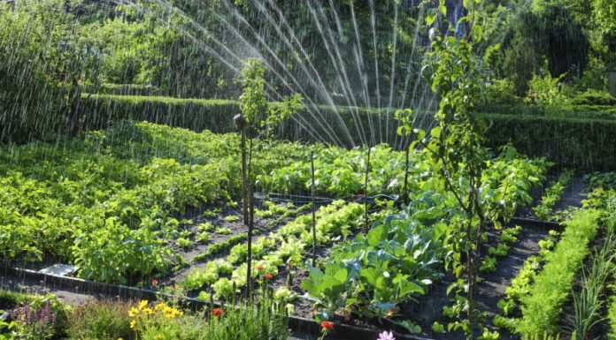 Va fi vară secetoasă, Cum să ne protejăm culturile de legume