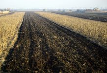 Suprafețele agricole din România, între statistică și subvenții. APIA explică discrepanțele față de INS