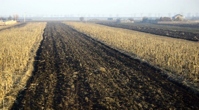 Suprafețele agricole din România, între statistică și subvenții. APIA explică discrepanțele față de INS